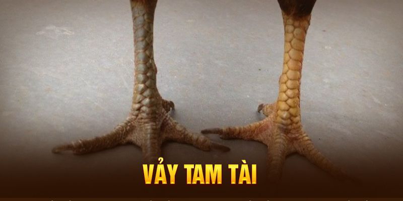 Giới thiệu về vảy gà tam tài